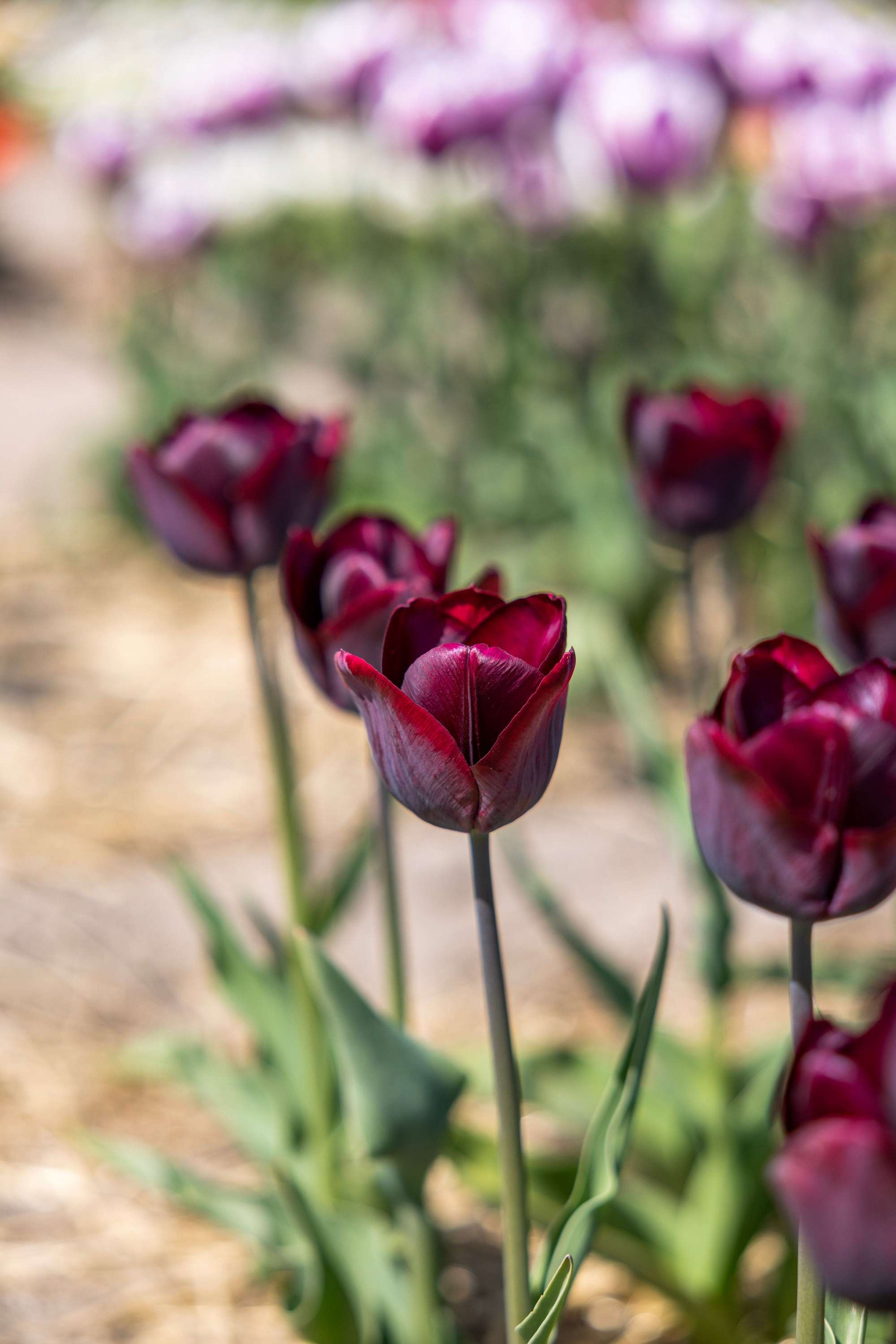 Tulpe 'Ronaldo'